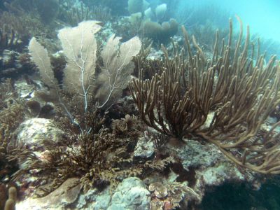 La Playita Sitio de Buceo Las Galeras Samaná